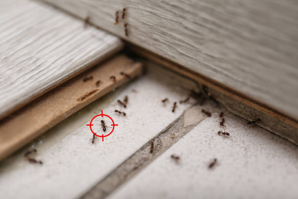 Best Pest Prevention Services  in Kankakee, IL