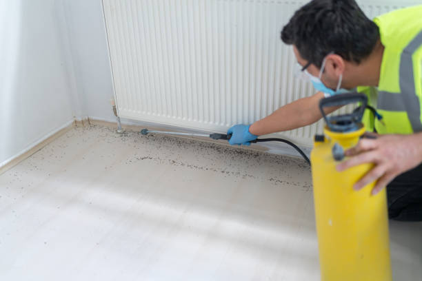 Best Termite Control Services  in Kankakee, IL